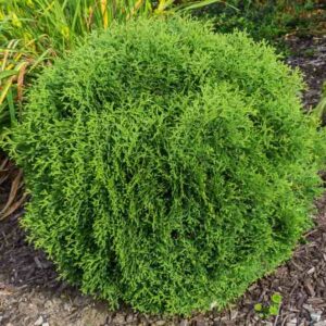 Thuja Occidentalis 'Hetz Midget', Hetz Midget Arborvitae, White Cedar 'Hetz Midget', Northern White Cedar 'Hetz Midget', Swamp Cedar 'Hetz Midget'