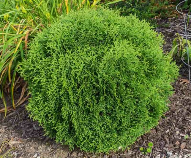 Thuja Occidentalis 'Hetz Midget', Hetz Midget Arborvitae, White Cedar 'Hetz Midget', Northern White Cedar 'Hetz Midget', Swamp Cedar 'Hetz Midget'