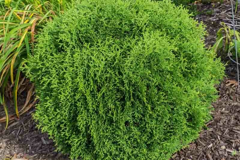 Thuja occidentalis 'Hetz Midget' (American Arborvitae)
