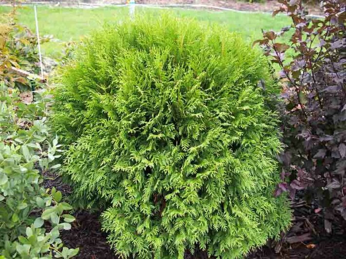 Thuja Occidentalis Woodwardii, Woodwardii Arborvitae, Easter White Cedar, Northern White Cedar, Evergreen Tree