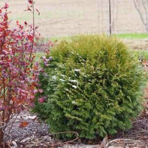 Thuja Occidentalis Woodwardii, Woodwardii Arborvitae, Easter White Cedar, Northern White Cedar, Evergreen Tree