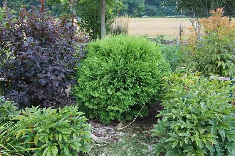 Thuja Occidentalis Woodwardii, Woodwardii Arborvitae, Easter White Cedar, Northern White Cedar, Evergreen Tree