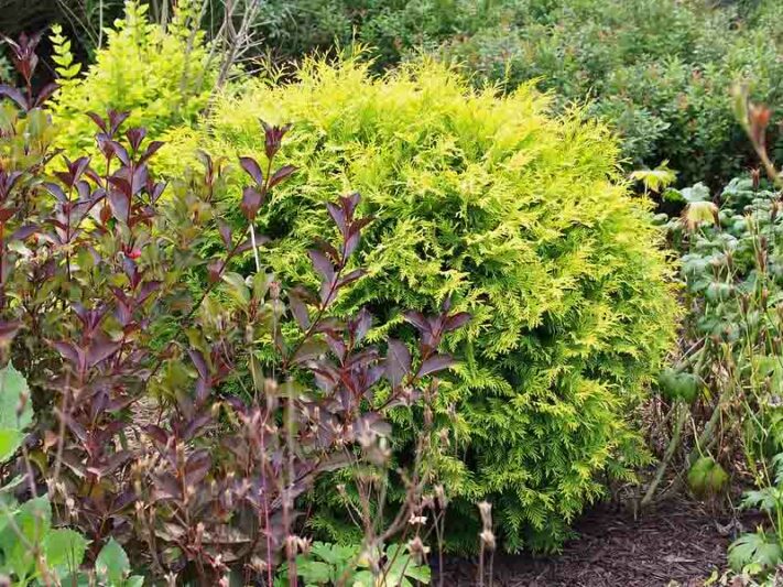 Thuja orientalis 'Nana Aurea', Platycladus orientalis 'Nana Aurea', Nana Aurea Oriental Arborvitae