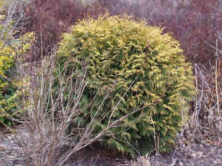 Thuja orientalis 'Nana Aurea', Platycladus orientalis 'Nana Aurea', Nana Aurea Oriental Arborvitae