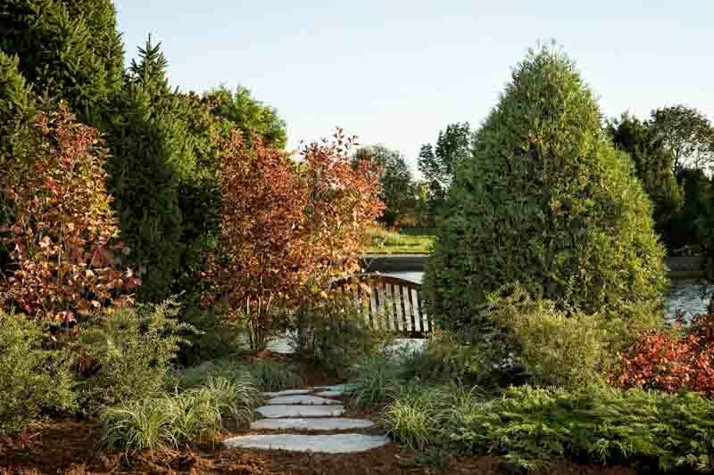 Thuja Occidentalis Techny, Techny Arborvitae, Evergreen Tree