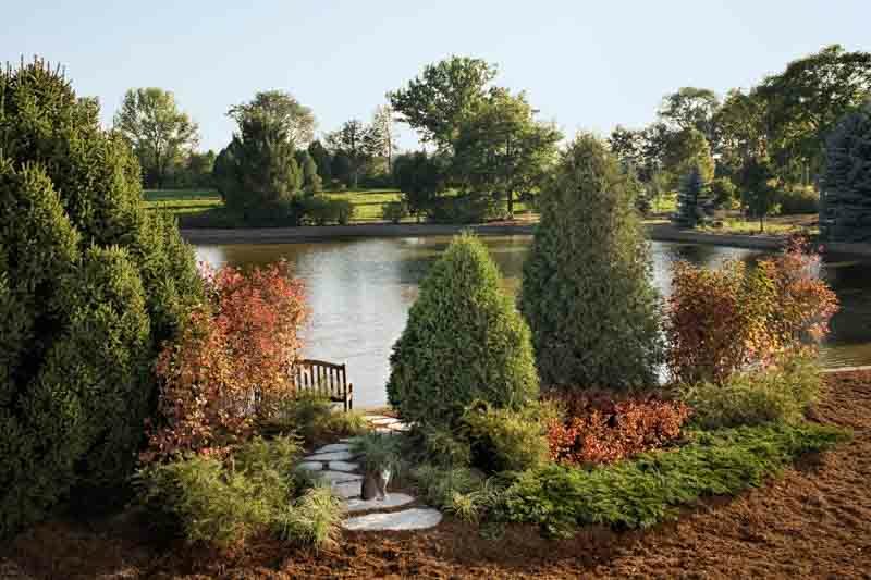 Thuja Occidentalis Technito, Technito Arborvitae, Evergreen Tree