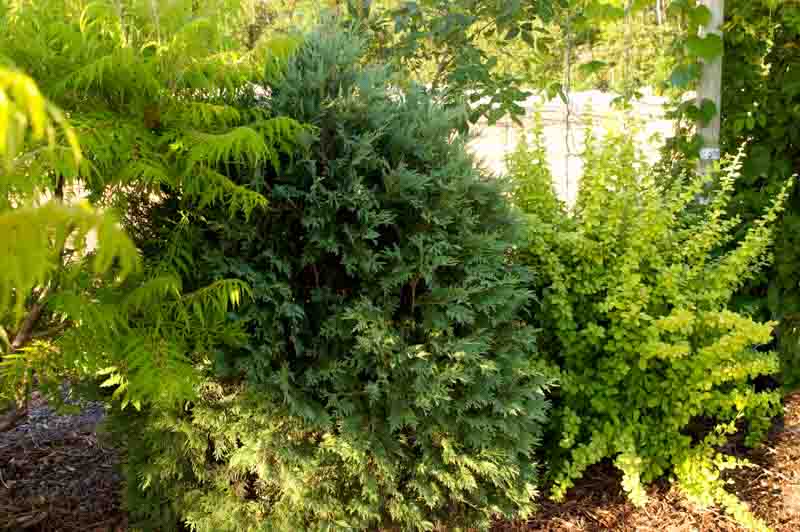 Thuja Occidentalis Technito, Technito Arborvitae, Evergreen Tree