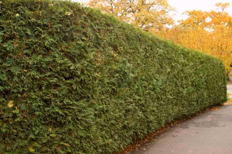 Thuja Occidentalis Techny, Techny Arborvitae, Evergreen Tree