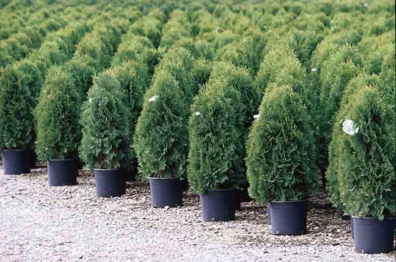 Thuja Occidentalis Techny, Techny Arborvitae, Evergreen Tree