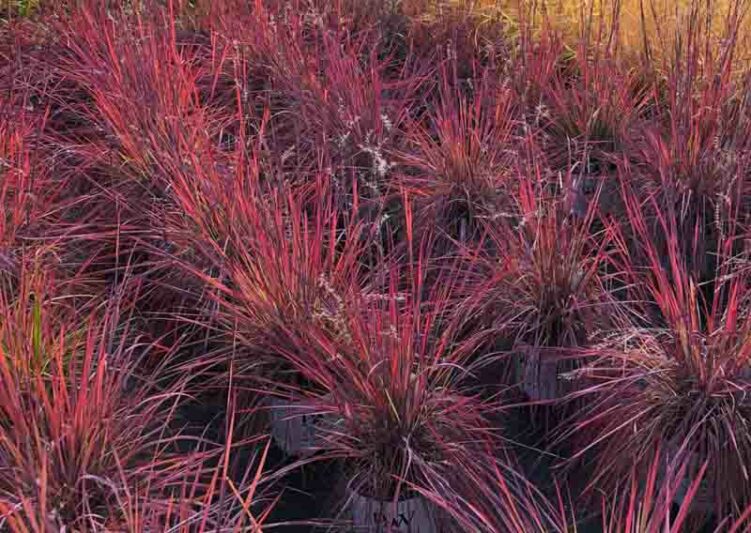 Schizachyrium scoparium Blue Paradise, Little Bluestem Blue Paradise, Blue Stem Blue Paradise, Broom Grass Blue Paradise, Native Grass