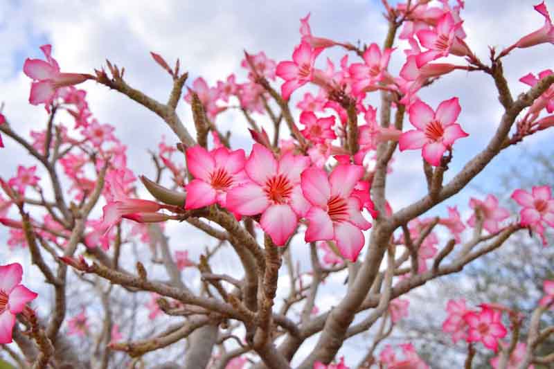 Desert Rose, Adenium obesum, Desert Azalea,