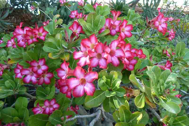 Desert Rose, Adenium obesum, Desert Azalea,