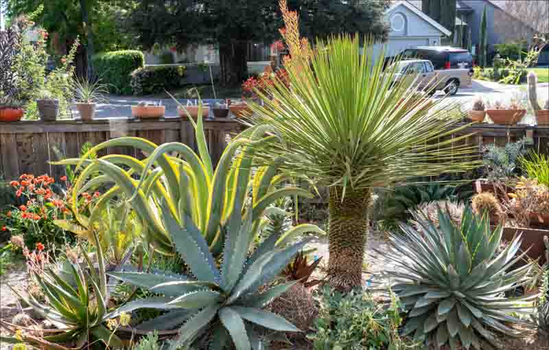 Agave xylonacantha, Agave vilmoriniana ‘Stained Glass’, Yucca queretaroensis, Agave ‘Blue Glow’