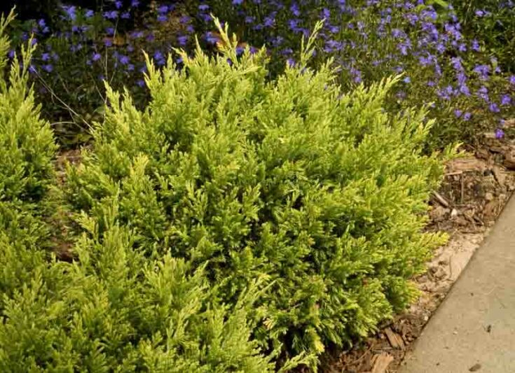 Good Vibration Juniper, Good Vibration Creeping Juniper, Juniperus horizontalis Good Vibration