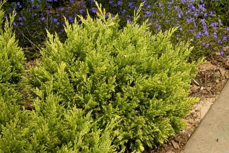 Creeping Juniper Good Vibrations® Gold (Juniperus horizontalis)
