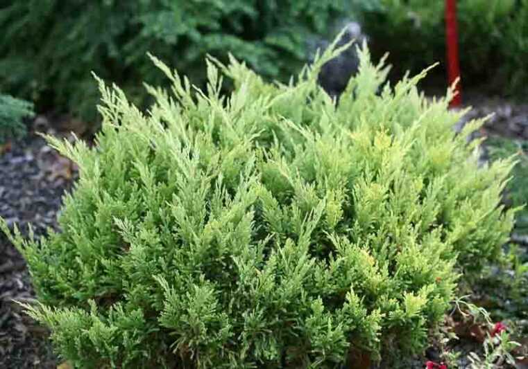 Good Vibration Juniper, Good Vibration Creeping Juniper, Juniperus horizontalis Good Vibration