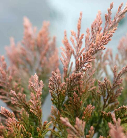 Good Vibration Juniper, Good Vibration Creeping Juniper, Juniperus horizontalis Good Vibration