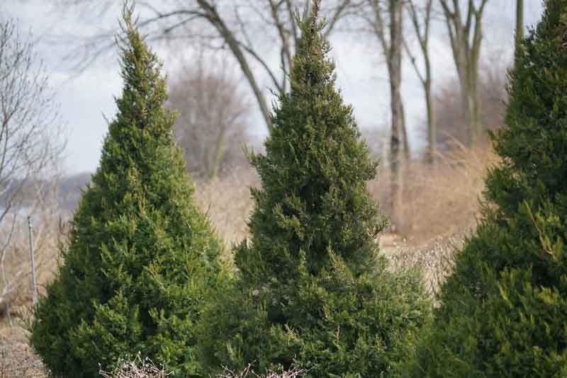Gin Fizz Juniper, Juniperus chinensis Gin Fizz, Chinese Juniper Gin Fizz, Evergreen Shrub, Evergreen Tree