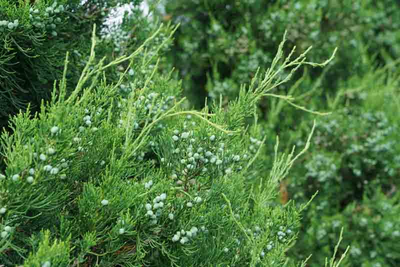 Gin Fizz Juniper, Juniperus chinensis Gin Fizz, Chinese Juniper Gin Fizz, Evergreen Shrub, Evergreen Tree