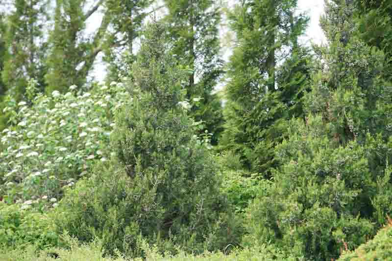 Gin Fizz Juniper, Juniperus chinensis Gin Fizz, Chinese Juniper Gin Fizz, Evergreen Shrub, Evergreen Tree