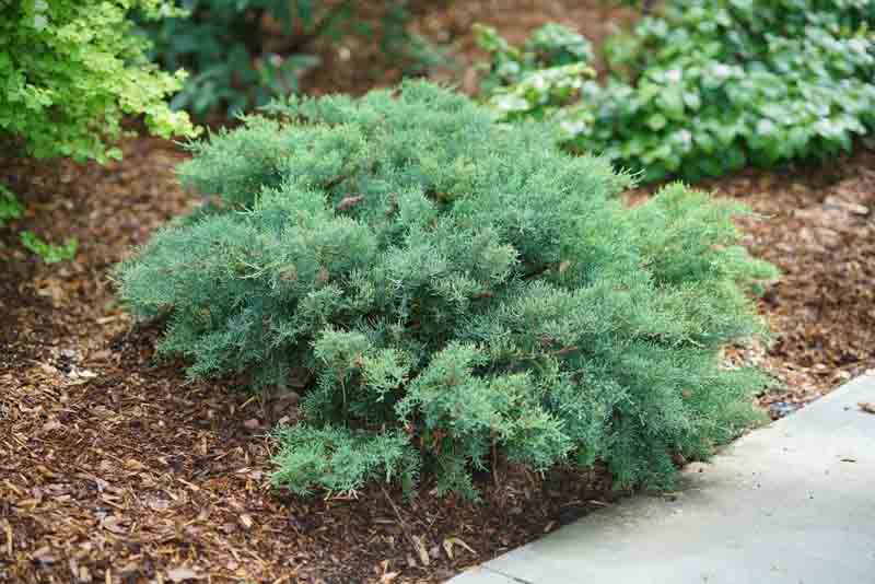 Montana Moss Juniper, Juniperus chinensis Montana Moss, Chinese Juniper Montana Moss, Evergreen Shrub, Evergreen Tree