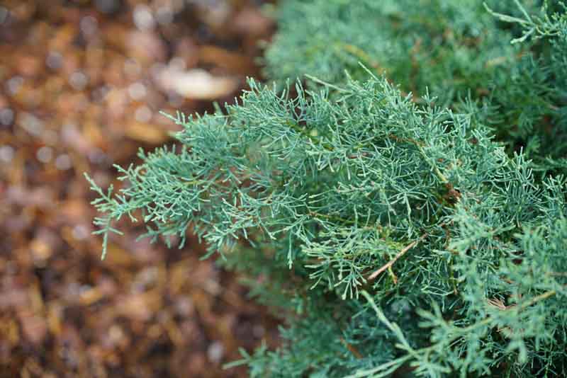 Montana Moss Juniper, Juniperus chinensis Montana Moss, Chinese Juniper Montana Moss, Evergreen Shrub, Evergreen Tree