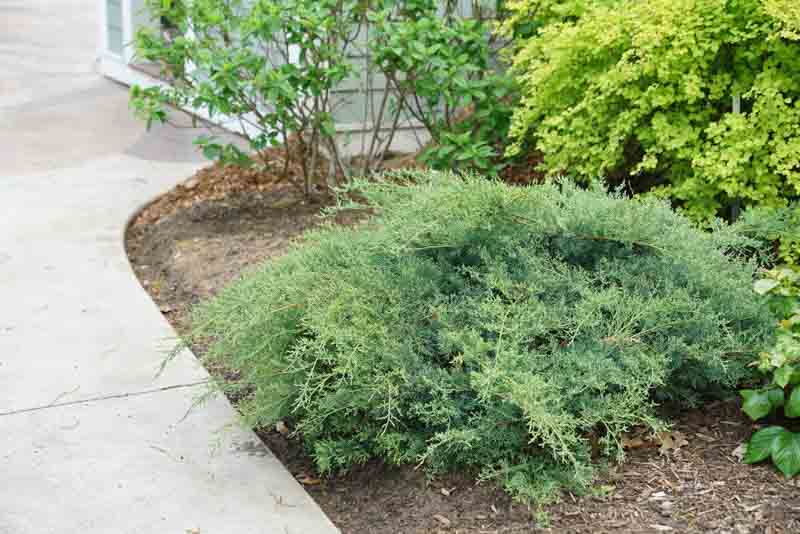 Montana Moss Juniper, Juniperus chinensis Montana Moss, Chinese Juniper Montana Moss, Evergreen Shrub, Evergreen Tree