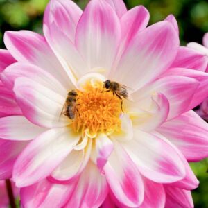 Bee-friendly Dahlia, Dahlia Pollinators, Bee Garden, Pollinators Garden