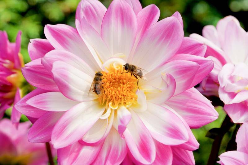 Bee-friendly Dahlia, Dahlia Pollinators, Bee Garden, Pollinators Garden