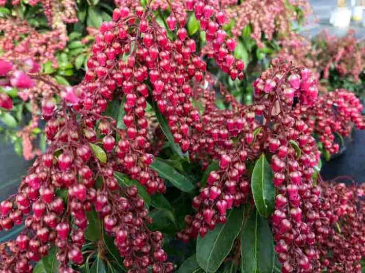 Pieris japonica Interstella, Japanese Andromeda Interstella, Japanese Pieris Interstella, evergreen shrub