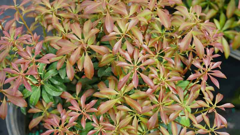Pieris japonica Interstella, Japanese Andromeda Interstella, Japanese Pieris Interstella, evergreen shrub
