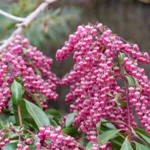 Pieris japonica Interstella, Japanese Andromeda Interstella, Japanese Pieris Interstella, evergreen shrub