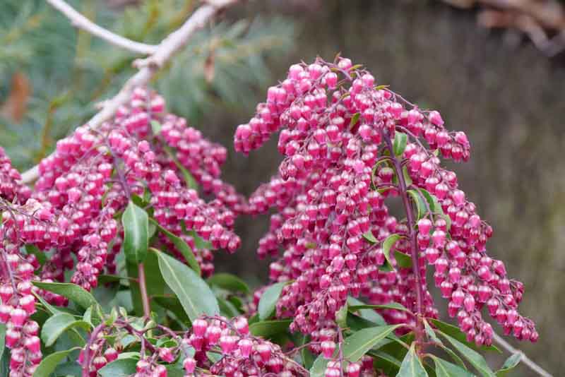 Pieris japonica Interstella, Japanese Andromeda Interstella, Japanese Pieris Interstella, evergreen shrub