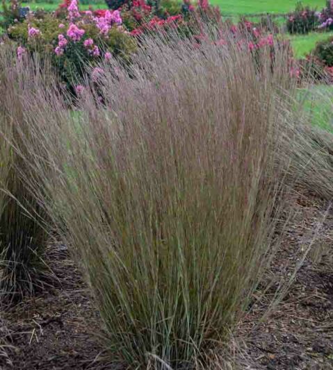 Schizachyrium scoparium Blue Paradise, Little Bluestem Blue Paradise, Blue Stem Blue Paradise, Broom Grass Blue Paradise, Native Grass