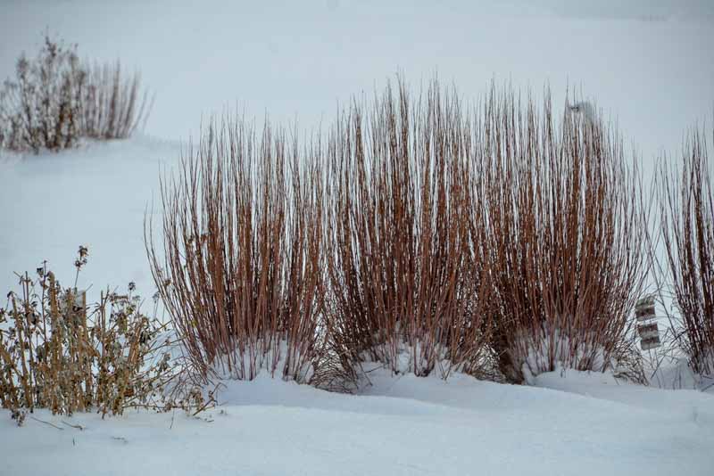 Schizachyrium scoparium Blue Paradise, Little Bluestem Blue Paradise, Blue Stem Blue Paradise, Broom Grass Blue Paradise, Native Grass