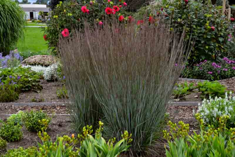 Schizachyrium scoparium Blue Paradise, Little Bluestem Blue Paradise, Blue Stem Blue Paradise, Broom Grass Blue Paradise, Native Grass