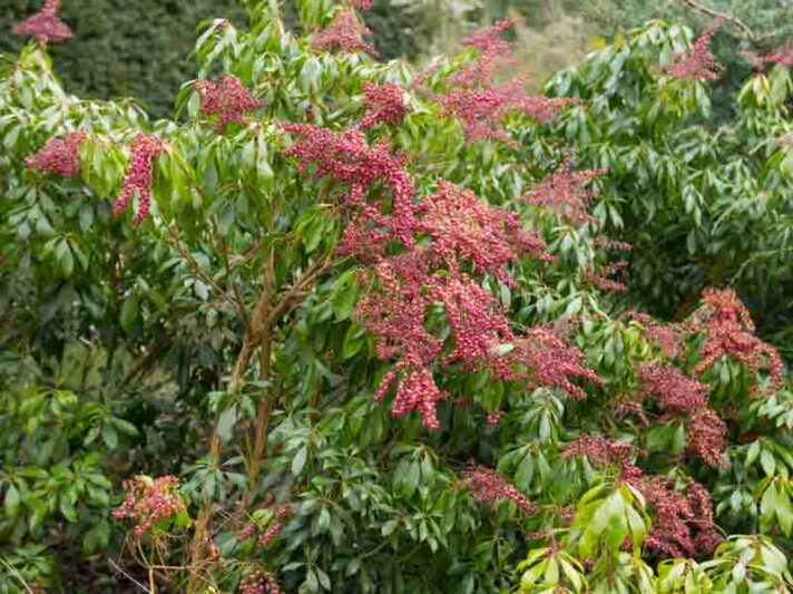 Pieris japonica Valley Valentine, Japanese Andromeda Valley Valentine, Japanese Pieris Valley Valentine, evergreen shrub