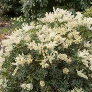 Pieris japonica 'Debutante', Japanese Andromeda 'Debutante', Japanese Pieris 'Debutante', evergreen shrub