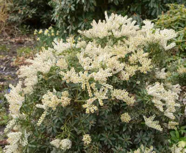 Pieris japonica 'Debutante', Japanese Andromeda 'Debutante', Japanese Pieris 'Debutante', evergreen shrub