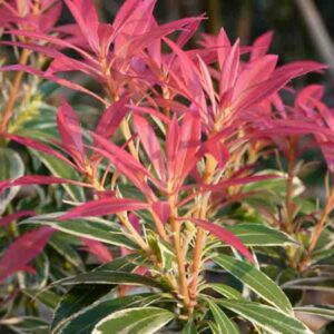 Pieris japonica 'Flaming Silver', Japanese Andromeda 'Flaming Silver', Japanese Pieris 'Flaming Silver', evergreen shrub