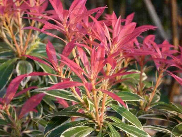 Pieris japonica 'Flaming Silver', Japanese Andromeda 'Flaming Silver', Japanese Pieris 'Flaming Silver', evergreen shrub