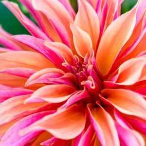 Dinnerplate Dahlia, Dahlia Labyrinth