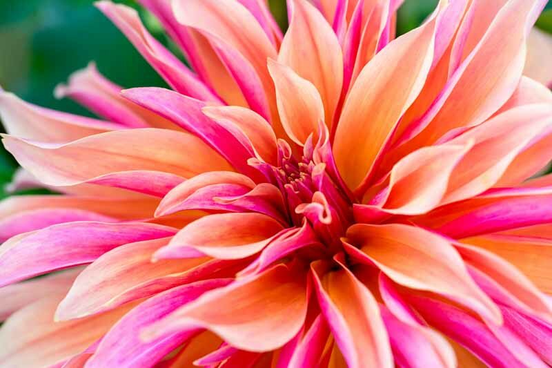 Dinnerplate Dahlia, Dahlia Labyrinth