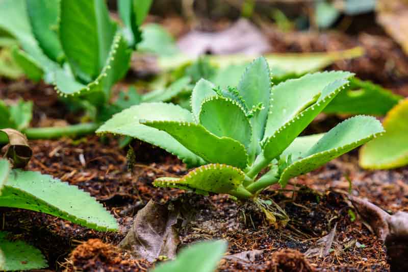Kalanchoe daigremontiana, Alligator Plant, Devil's Backbone, Mexican Hat Plant, Mother of Thousands