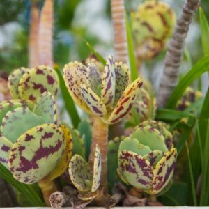 Kalanchoe marmorata, Penwiper