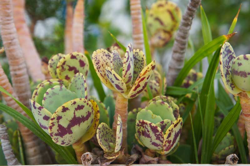 Kalanchoe marmorata, Penwiper