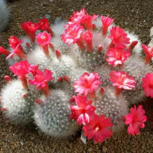 Mammillaria senilis