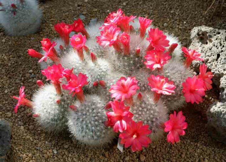 Mammillaria senilis