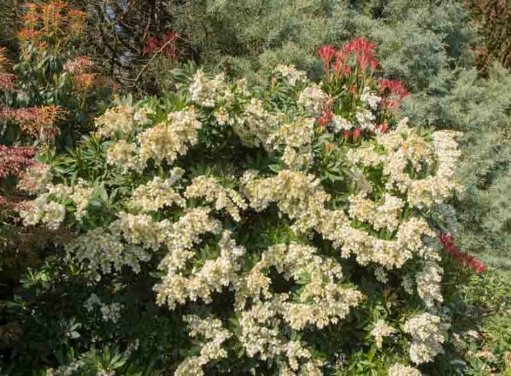 Pieris japonica 'Cavatine', Japanese Andromeda 'Cavatine', Japanese Pieris 'Cavatine', evergreen shrub