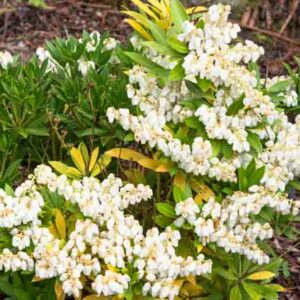 Pieris japonica 'Prelude', Japanese Andromeda 'Prelude', 'Prelude', Japanese Pieris, evergreen shrub